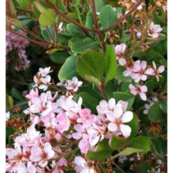 Rhaphiolepis Indica Rose - Taille Pot De 15 Litres ? 140/160 Cm 5 Rhaphiolepis Indica Rose - Taille Pot De 15 Litres ? 140/160 Cm -Promos Botanivea Boutique 64038b85f06736.27475910