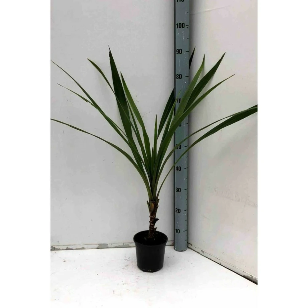 Cordyline Australis Blanc - Taille Pot De 7 Litres ? 100/120 Cm 1 Cordyline Australis Blanc - Taille Pot De 7 Litres ? 100/120 Cm