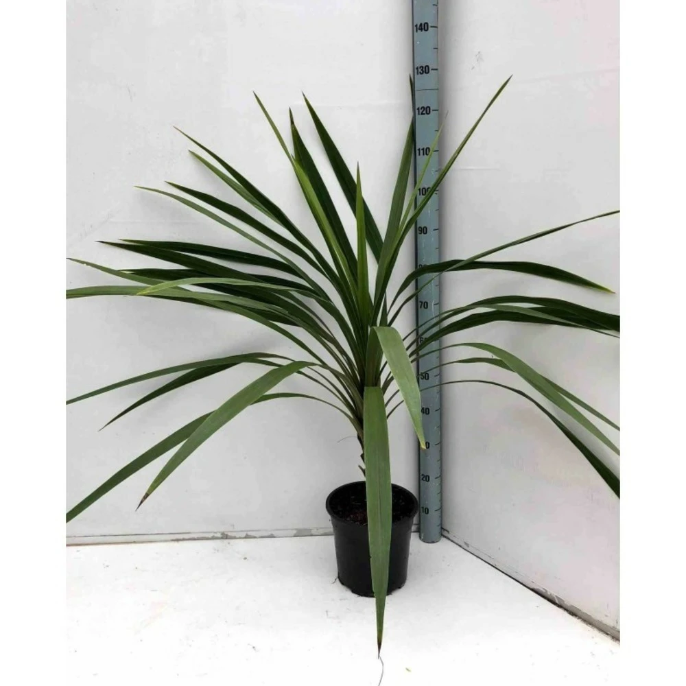 Cordyline Australis Blanc - Taille Pot De 7 Litres ? 100/120 Cm 2 Cordyline Australis Blanc - Taille Pot De 7 Litres ? 100/120 Cm – Image 2