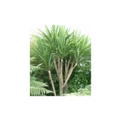 Cordyline Australis Blanc - Taille Pot De 7 Litres ? 100/120 Cm 6 Cordyline Australis Blanc - Taille Pot De 7 Litres ? 100/120 Cm -Promos Botanivea Boutique 64038b92a6b338.42905672