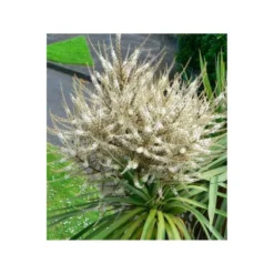 Cordyline Australis Blanc - Taille Pot De 7 Litres ? 100/120 Cm 7 Cordyline Australis Blanc - Taille Pot De 7 Litres ? 100/120 Cm -Promos Botanivea Boutique 64038b92aa5d03.85365478