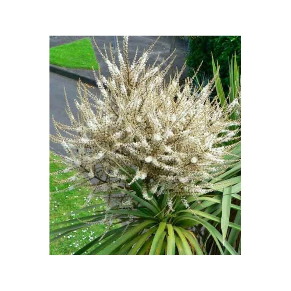 Cordyline Australis Blanc - Taille Pot De 7 Litres ? 100/120 Cm 4 Cordyline Australis Blanc - Taille Pot De 7 Litres ? 100/120 Cm – Image 4
