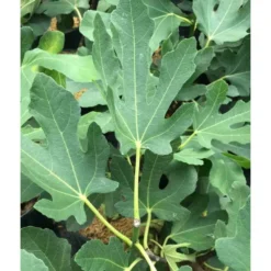 Ficus Carica (figuier) Blanc - Taille Pot De 5 Litres ? 80/100 Cm 7 Ficus Carica (figuier) Blanc - Taille Pot De 5 Litres ? 80/100 Cm -Promos Botanivea Boutique 64038b955ffd22.54349580