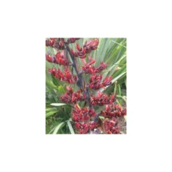 Phormium Tenax (lin De Nouvelle-zélande) Taille Pot De 6 Litres - 80/100 Cm - Jaune Et Rouge -Promos Botanivea Boutique 64038b99050997.37885403