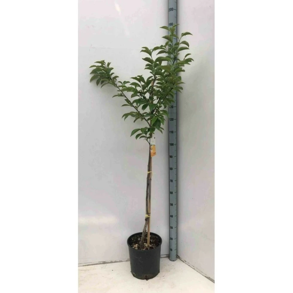 Diospyros Kaki Var.fuyu (plaqueminier) Taille Pot De 3 Litres - 80/100 Cm - Jaune 2 Diospyros Kaki Var.fuyu (plaqueminier) Taille Pot De 3 Litres - 80/100 Cm - Jaune – Image 2