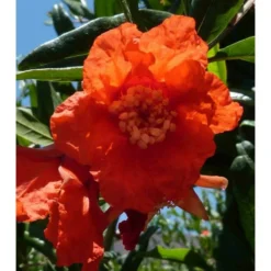 Punica Granatum (grenadier à Fruits) Taille Pot De 2 Litres ? 40/60 Cm - Rouge -Promos Botanivea Boutique 64038b9e603295.34672499