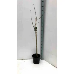 Asimina Triloba (paw Paw) Violet - Taille Pot De 3 Litres ? 60/80 Cm -Promos Botanivea Boutique 64038b9fb3ae60.80856107