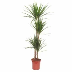 Dracaena Marginata 'green' (dragonnier) Taille Pot De 80l - Total 175/200cm -Promos Botanivea Boutique 64038ba5f07843.08583945