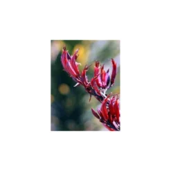 Phormium Tenax Var. Purpurea (lin De Nouvelle-zélande) Taille Pot De 2 Litres ? 30/40 Cm - Jaune Et Rouge -Promos Botanivea Boutique 64038ba73a0965.17614616