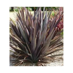 Phormium Tenax Var. Purpurea (lin De Nouvelle-zélande) Taille Pot De 2 Litres ? 30/40 Cm - Jaune Et Rouge -Promos Botanivea Boutique 64038ba73e8b16.29335605