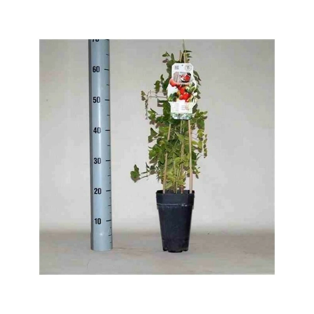 Lycium Barbarum (goji) Taille Pot De 2 Litres - 50/70 Cm - Rouge 1 Lycium Barbarum (goji) Taille Pot De 2 Litres - 50/70 Cm - Rouge