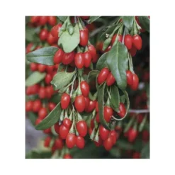 Lycium Barbarum (goji) Taille Pot De 2 Litres - 50/70 Cm - Rouge 5 Lycium Barbarum (goji) Taille Pot De 2 Litres - 50/70 Cm - Rouge -Promos Botanivea Boutique 64038bb53d9ee8.21730630