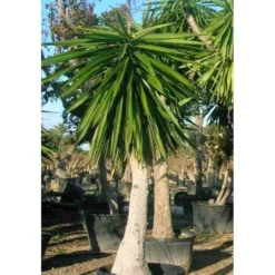 Yucca Elephantipes (yucca Pied D'éléphant) Blanc - Taille Pot De 65l - 180/200cm