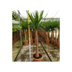 Yucca Elephantipes (yucca Pied D'éléphant) Blanc - Taille Pot De 65l - 180/200cm -Promos Botanivea Boutique 64038bba7ae4d2.63862685