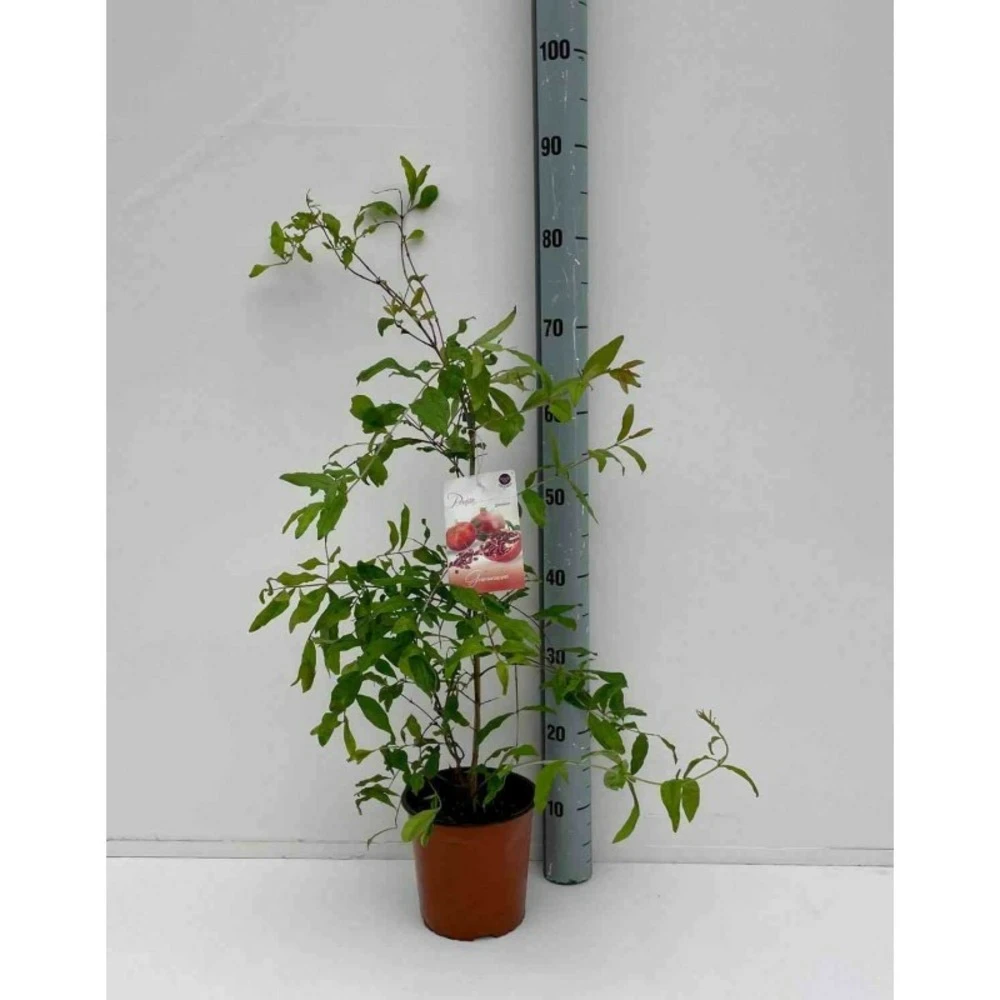Punica Granatum Adulte (grenadier à Fruits) Rouge - Taille Pot 230l - 175/200cm - Peri 40/50 1 Punica Granatum Adulte (grenadier à Fruits) Rouge - Taille Pot 230l - 175/200cm - Peri 40/50