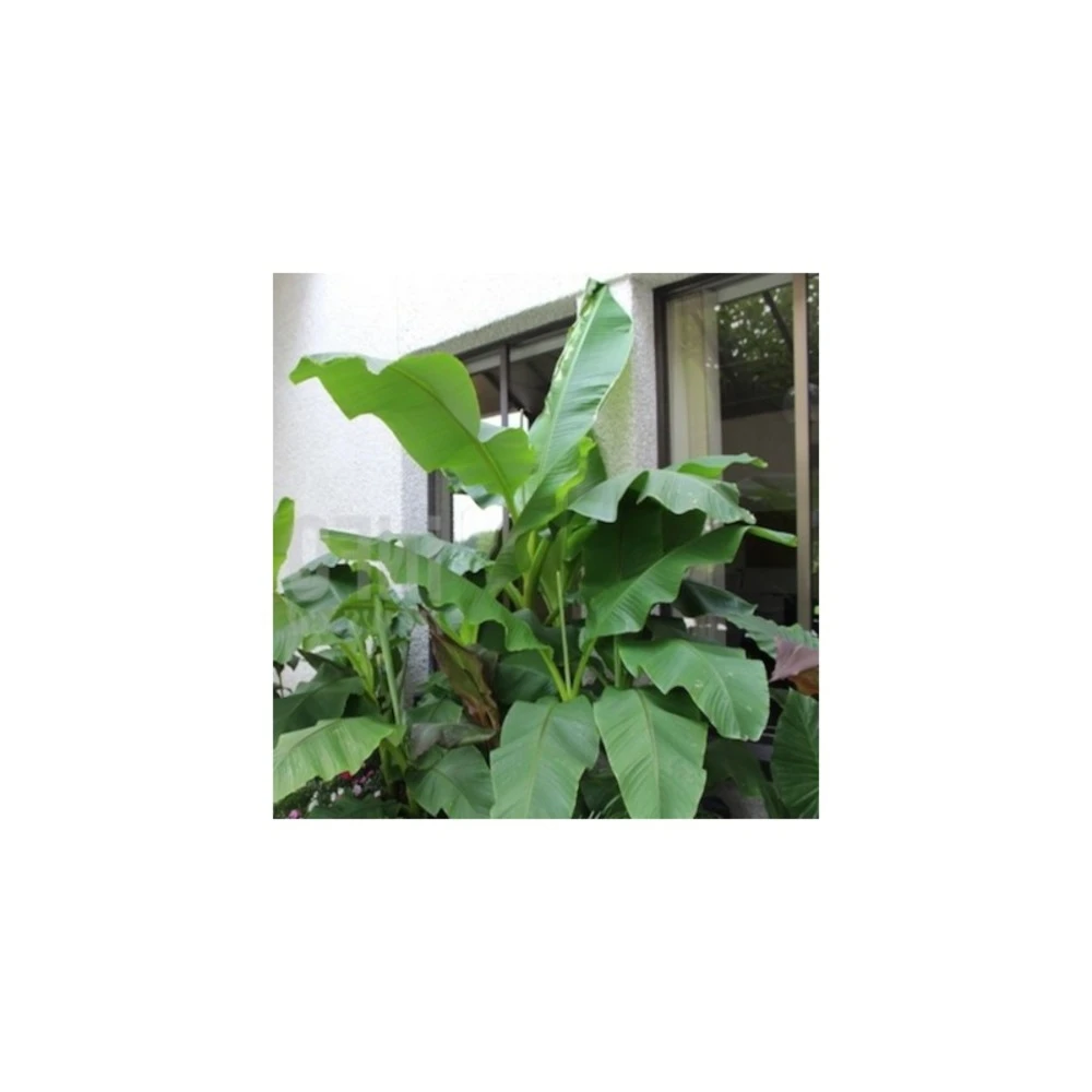 Collection De 3 Bananiers Rustiques 3 Collection De 3 Bananiers Rustiques – Image 3