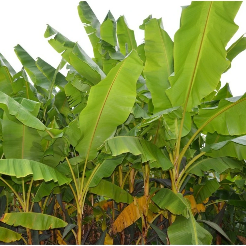 Collection De 3 Bananiers Rustiques 4 Collection De 3 Bananiers Rustiques – Image 4