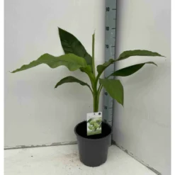 Musa Basjoo Sp. Sapporo Specimen (bananier Rustique) Jaune - Taille Pot De 50 Litres - 120/140 Cm Multi Troncs -Promos Botanivea Boutique 64038bc9434b62.44229865