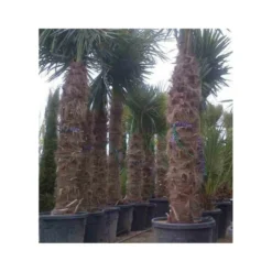 Trachycarpus Fortunei (palmier Chanvre, Palmier Moulin à Vent) 50l Stipe 120/140cm Total 200/250cm -Promos Botanivea Boutique 64038bda880fb9.40599929