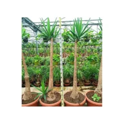 Yucca Elephantipes (yucca Pied D'éléphant) Blanc - Taille Pot De 20 Litres - 110/130 Cm -Promos Botanivea Boutique 64038bdc4df8d7.09101794