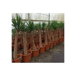 Yucca Elephantipes (yucca Pied D'éléphant) Blanc - Taille Pot De 20 Litres - 110/130 Cm -Promos Botanivea Boutique 64038bdc583f11.82338659