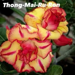 Adenium Obesum Cv.thong Mai Ru Ron Jaune Et Rouge - Taille Caudex D'environ 300g 20/25cm