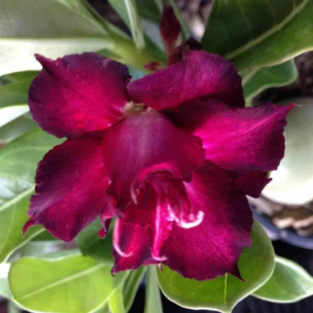 Adenium Obesum Cv.muang Dang Rouge - Taille Caudex D'environ 2000g 25/30cm Très Gros Caudex 2 Adenium Obesum Cv.muang Dang Rouge - Taille Caudex D'environ 2000g 25/30cm Très Gros Caudex – Image 2
