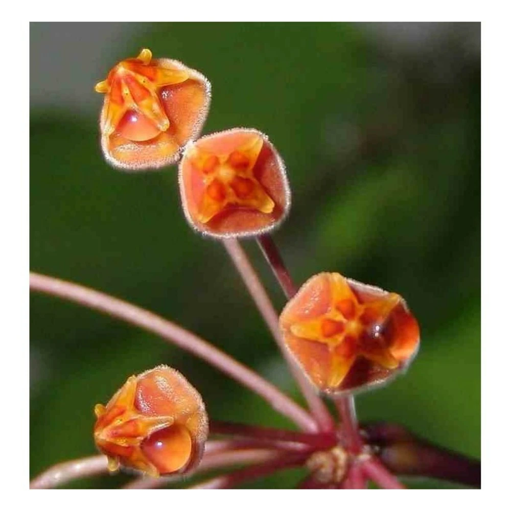 Hoya Loheri (fleur De Porcelaine, Fleur De Cire) Rouge - Taille Pot De 2 Litres - 20/40 Cm 1 Hoya Loheri (fleur De Porcelaine, Fleur De Cire) Rouge - Taille Pot De 2 Litres - 20/40 Cm