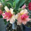 Adenium Obesum Cv.sherbet Jaune Et Rouge - Taille Caudex D'environ 2000g 25/30cm Très Gros Caudex