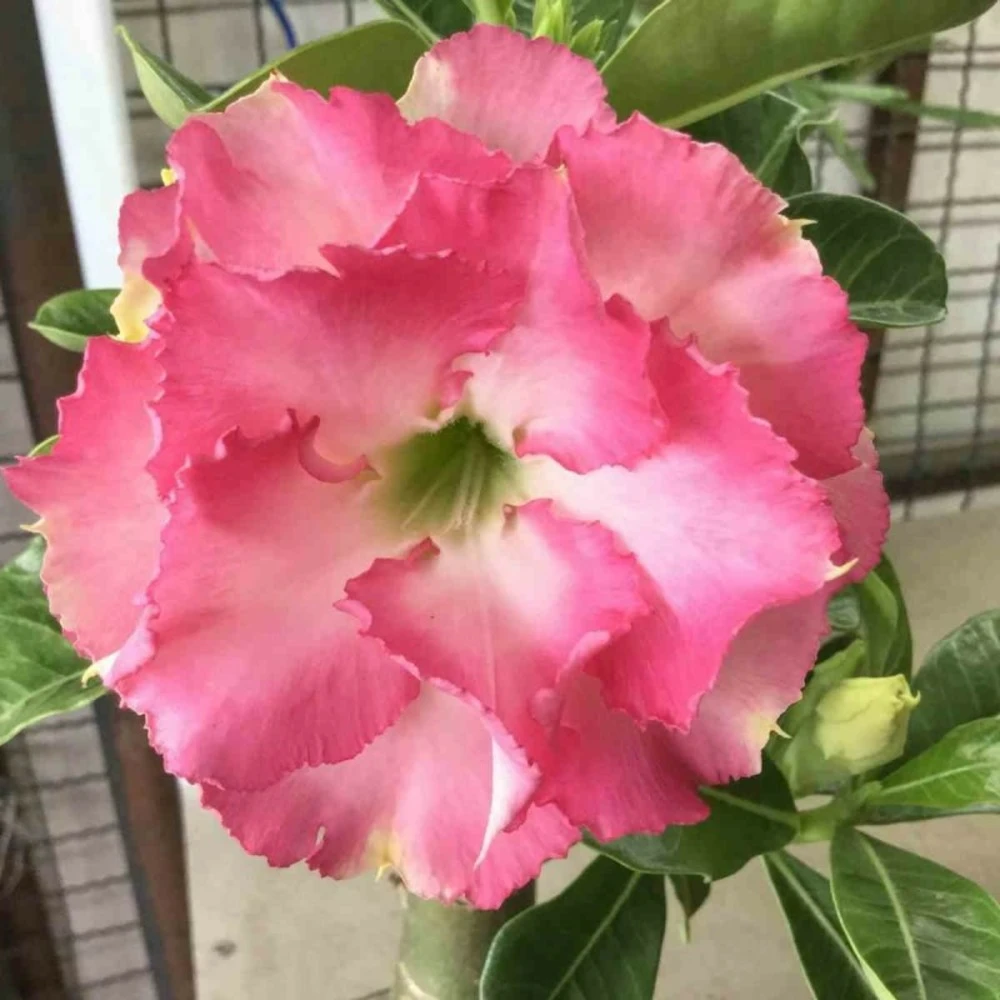 Adenium Obesum Cv.leera Pink Rose - Taille Caudex D'environ 150g 1 Adenium Obesum Cv.leera Pink Rose - Taille Caudex D'environ 150g