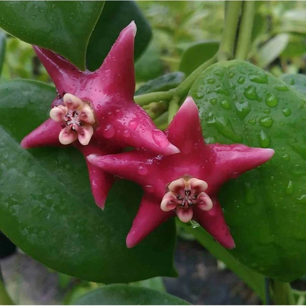 Hoya Coronaria (énorme Fleur Rose) (fleur De Porcelaine, Fleur De Cire) - Taille Pot De 2 Litres - 20/40 Cm 1 Hoya Coronaria (énorme Fleur Rose) (fleur De Porcelaine, Fleur De Cire) - Taille Pot De 2 Litres - 20/40 Cm