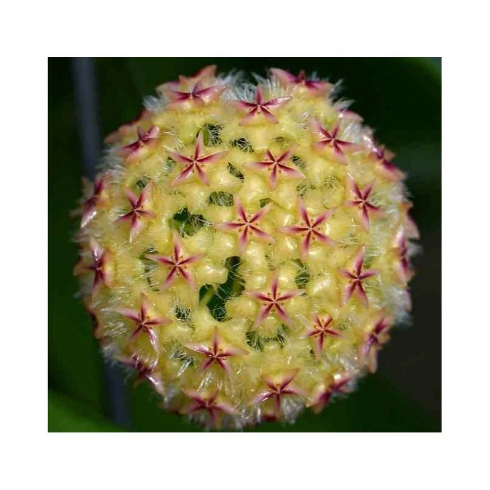 Hoya Mindorensis (fleur Jaune) (fleur De Porcelaine, Fleur De Cire) Jaune - Taille Pot De 2 Litres - 20/40 Cm 1 Hoya Mindorensis (fleur Jaune) (fleur De Porcelaine, Fleur De Cire) Jaune - Taille Pot De 2 Litres - 20/40 Cm