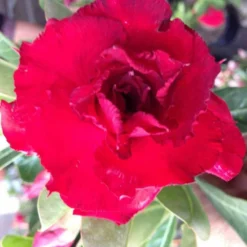 Adenium Obesum Cv. Vietnam Red Rouge - Taille Caudex D'environ 150g -Promos Botanivea Boutique 640391fee9f673.79062326