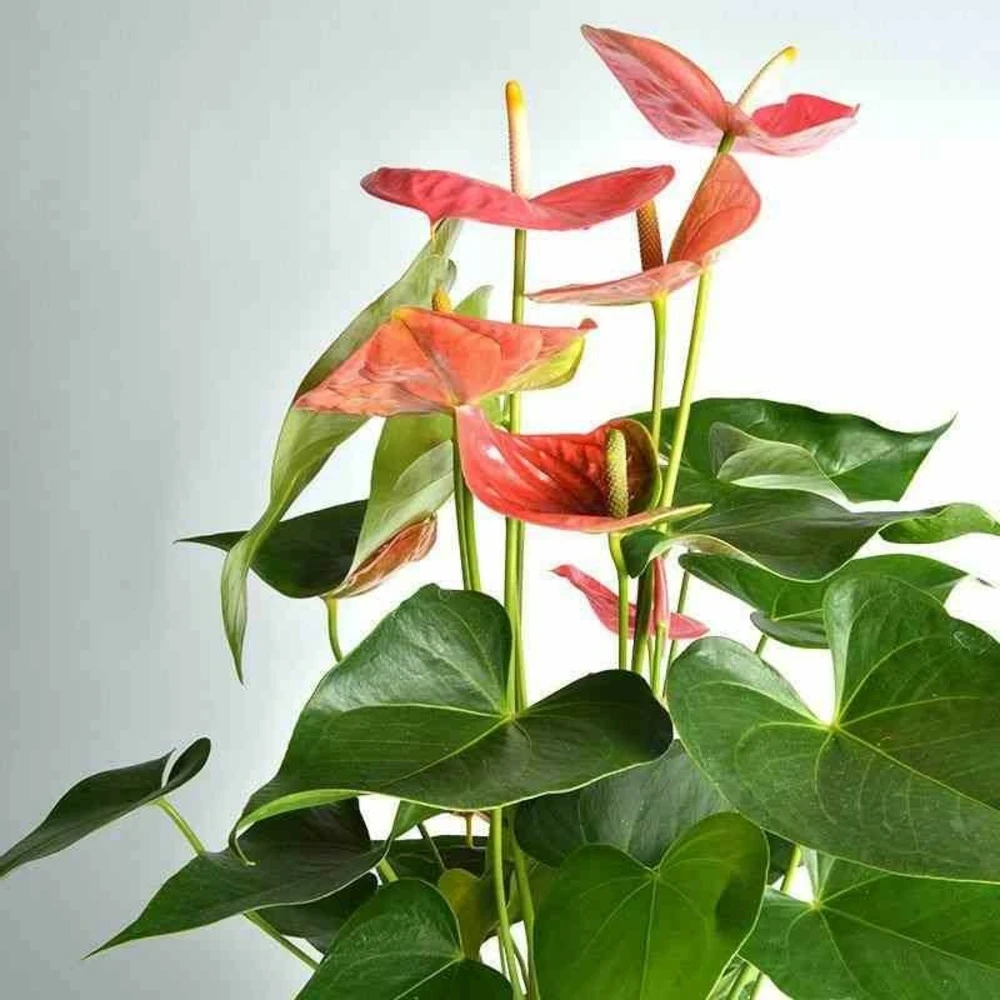 Anthurium Andreanum Rose Colorado (anthure Flamant Rose, Langue De Feu) Taille Pot De 2 Litres - 50/70 Cm 1 Anthurium Andreanum Rose Colorado (anthure Flamant Rose, Langue De Feu) Taille Pot De 2 Litres - 50/70 Cm