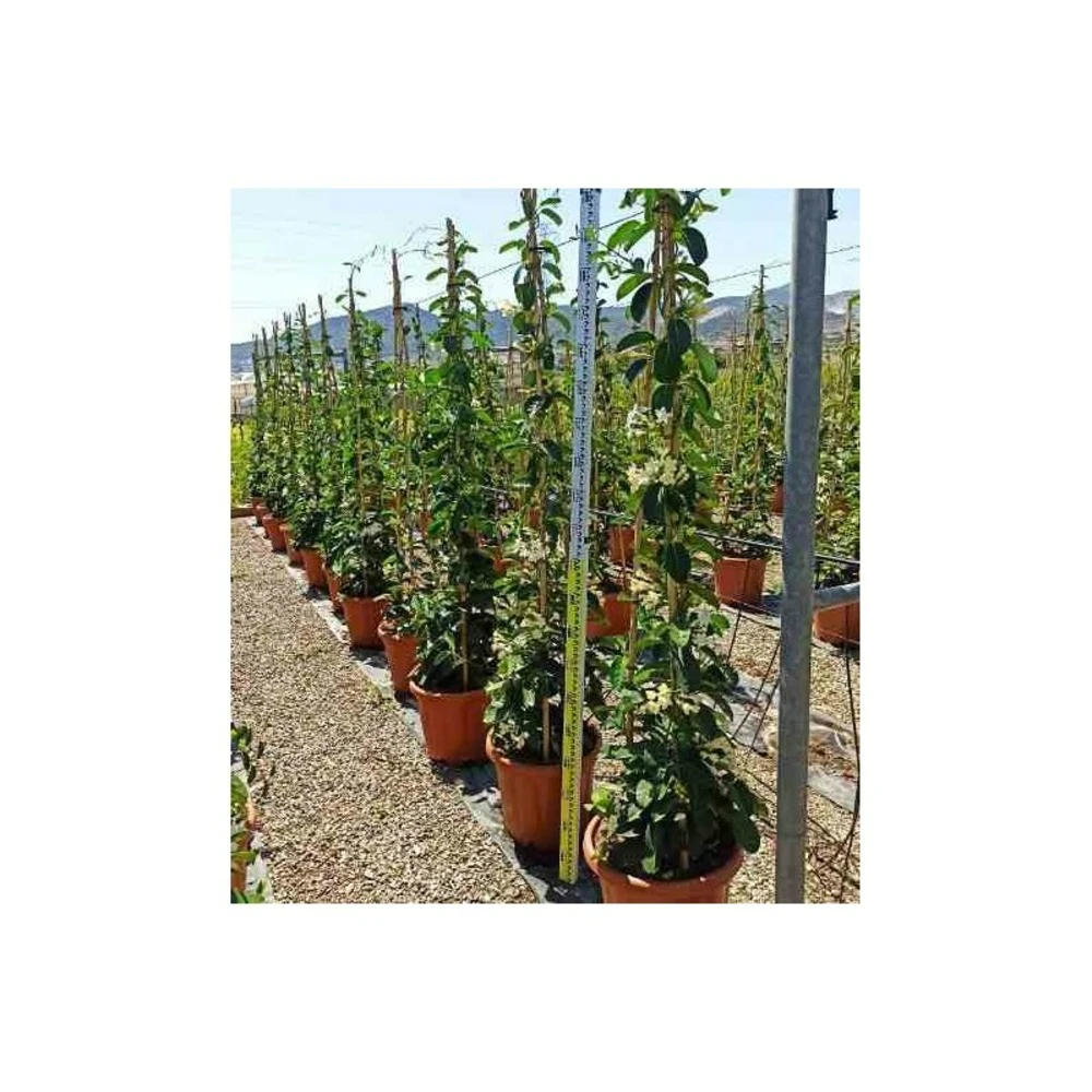Stephanotis Floribunda (jasmin De Madagascar) Taille Pot De 2 Litres ? 40/60 Cm 2 Stephanotis Floribunda (jasmin De Madagascar) Taille Pot De 2 Litres ? 40/60 Cm – Image 2