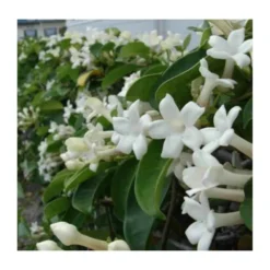Promos Botanivea Boutique 6 Stephanotis Floribunda (jasmin De Madagascar) Taille Pot De 2 Litres ? 40/60 Cm