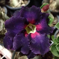 Adenium Obesum Cv.black Boader Noir - Taille Caudex D'environ 2000g 25/30cm Très Gros Caudex