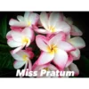 Plumeria Rubra "miss Pratum" (frangipanier) Taille Pot De 2 Litres ? 20/30 Cm - Tricolor