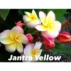 Plumeria Rubra "jantra Yellow" (frangipanier) Taille Pot De 2 Litres ? 20/30 Cm - Tricolor