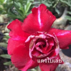 Adenium Obesum Cv.bai Lay Red Rouge - Taille Caudex D'environ 300g 20/25cm