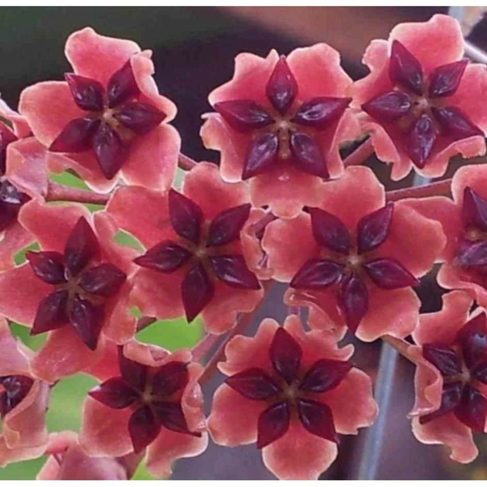 Hoya Bordenii (fleur De Porcelaine, Fleur De Cire) Taille Pot De 2 Litres - 20/40 Cm - Rose Violacé 1 Hoya Bordenii (fleur De Porcelaine, Fleur De Cire) Taille Pot De 2 Litres - 20/40 Cm - Rose Violacé
