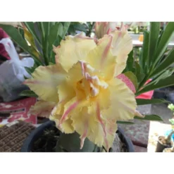Adenium Obesum Cv.daowthong Jaune Rose - Taille Caudex D'environ 300g 20/25cm