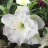 Adenium Obesum Cv.ang Snow Blanc - Taille Caudex D'environ 300g 20/25cm