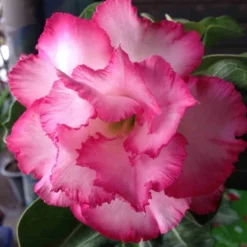 Adenium Obesum Cv.leera Pink Rose - Taille Caudex D'environ 2000g 25/30cm Très Gros Caudex 5 Adenium Obesum Cv.leera Pink Rose - Taille Caudex D'environ 2000g 25/30cm Très Gros Caudex -Promos Botanivea Boutique 640392709072b9.77914325