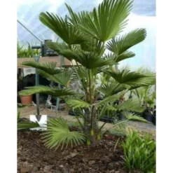 Trachycarpus Wagnerianus (palmier De Chusan, Palmier Moulin à Vent) Pot De 10l - Tronc 15/25 Cm - Total 60/80cm -Promos Botanivea Boutique 6403954fca95e8.49230033