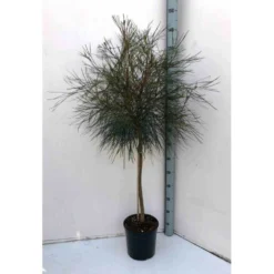 Grevillea Johnsonii (grevillea De Johnson Ou Fleur D'araignée De Johnson,) Taille Pot De 2 Litres 30/40 Cm -Promos Botanivea Boutique 640395516f6179.85467695