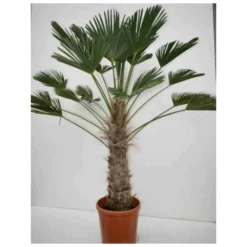 Trachycarpus Wagnerianus (palmier De Chusan, Palmier Moulin à Vent) Tronc De 30/40cm- Total 90/110cm -Promos Botanivea Boutique 640395613325b9.63548851