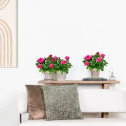 3x Pot Rose Rose - Rosa – Plante De Terrasse & D'intérieur – ⌀12cm – ↕20-30cm -Promos Botanivea Boutique 64062fbfc0d959.17995780