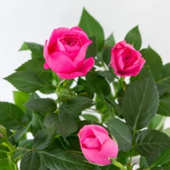 3x Pot Rose Rose - Rosa – Plante De Terrasse & D'intérieur – ⌀12cm – ↕20-30cm -Promos Botanivea Boutique 64062fbfd17801.69056399