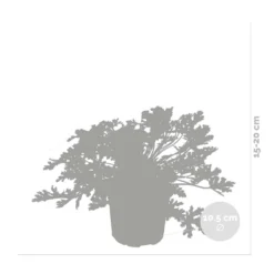 3x Pelargonium Graveolens – Géranium Citronné – Anti-moustique - Parfumé – ⌀10.5 Cm - ↕15-20 Cm 6 3x Pelargonium Graveolens – Géranium Citronné – Anti-moustique - Parfumé – ⌀10.5 Cm - ↕15-20 Cm -Promos Botanivea Boutique 640b2055ea72a1.18971844